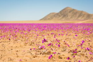 atacama desert chile flower desert