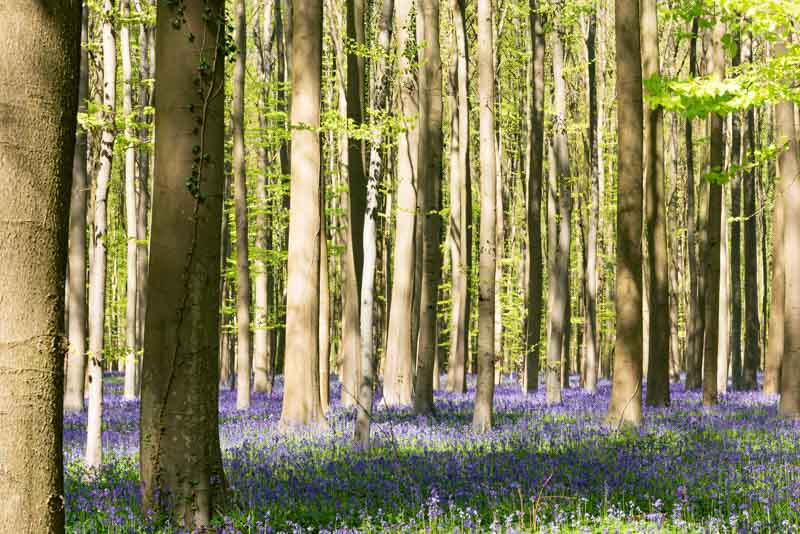 the bluebells look like a blue carpet in the forest