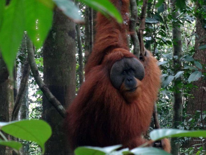 Orangutan alpha male in Bukit Lawang Indonesia