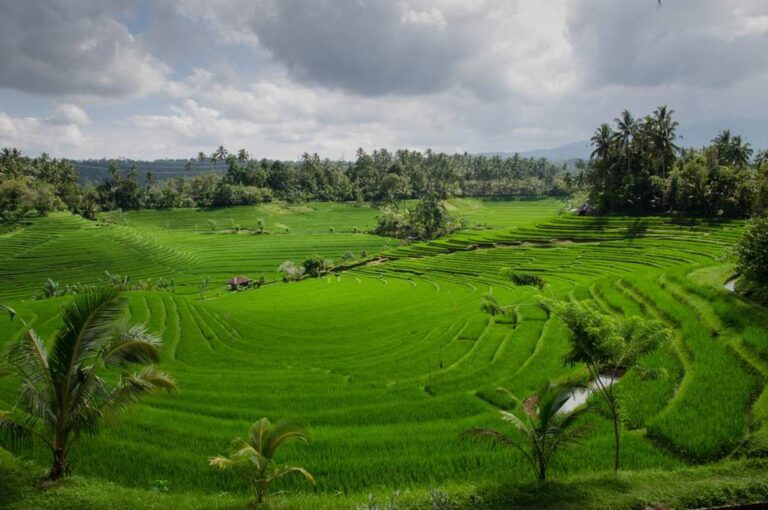 Indonesia green rice field paddies