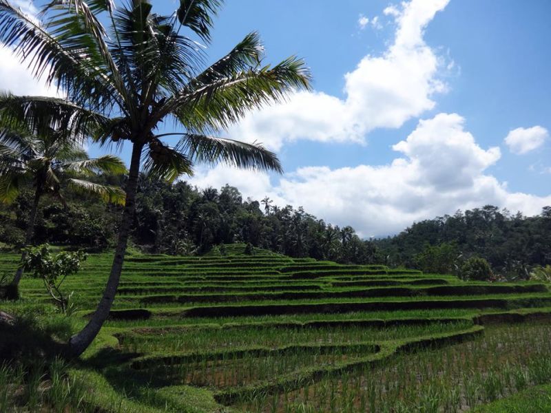 Indonesia Jatiluwih unesco heritage rice fields