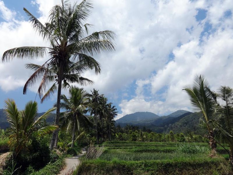Indonesia Munduk rice paddie fields and typical coconut tree landscape