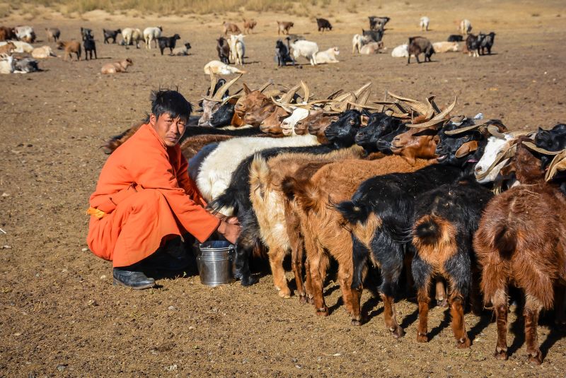 mongolia goat milking