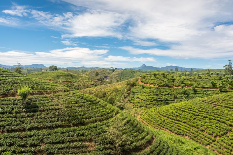 tea plantations near ella in sri lanka
