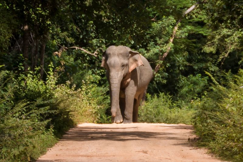 wild elephant on the road in sri lanka