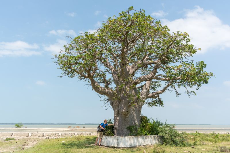 baobab tree in mannar sri lanka