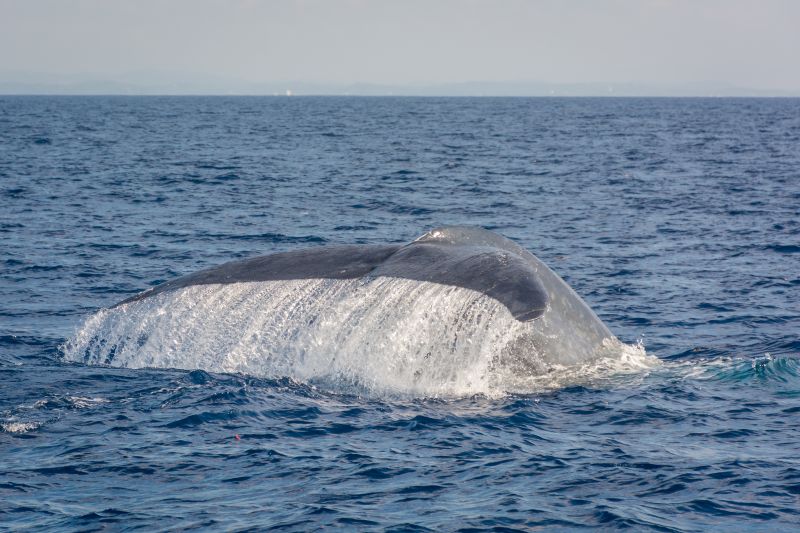 tail of blue whale in mirissa