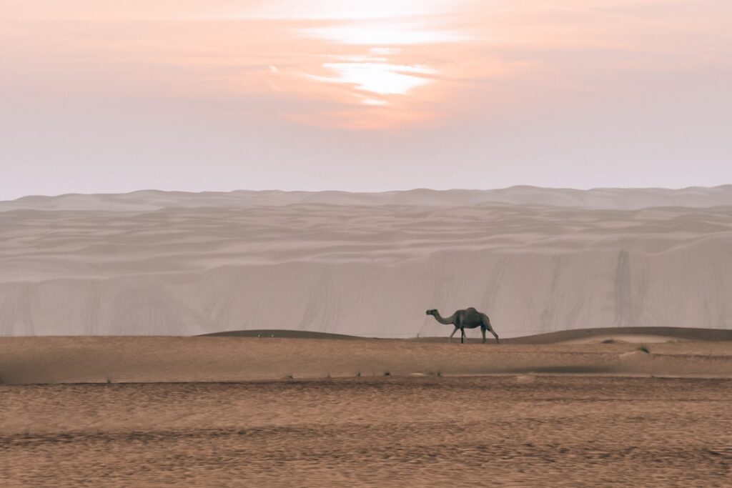 sunrise camel wahiba sands oman