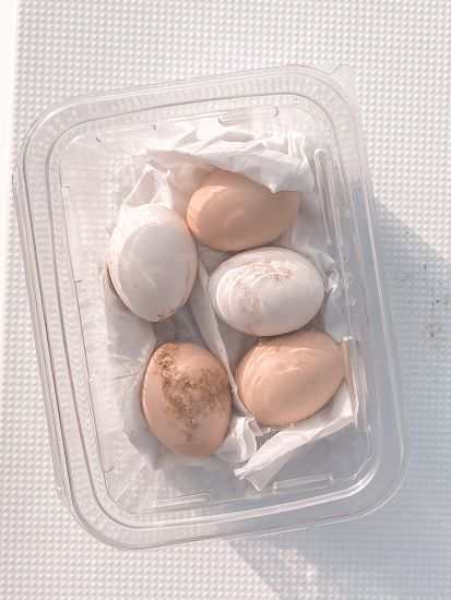 camping in oman gifts omani eggs