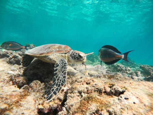 sea turtle fish daymaniyat islands muscat oman
