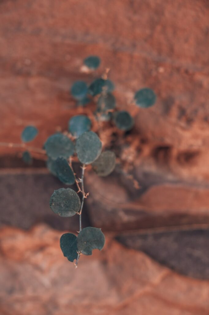 Small plant growing in canyon