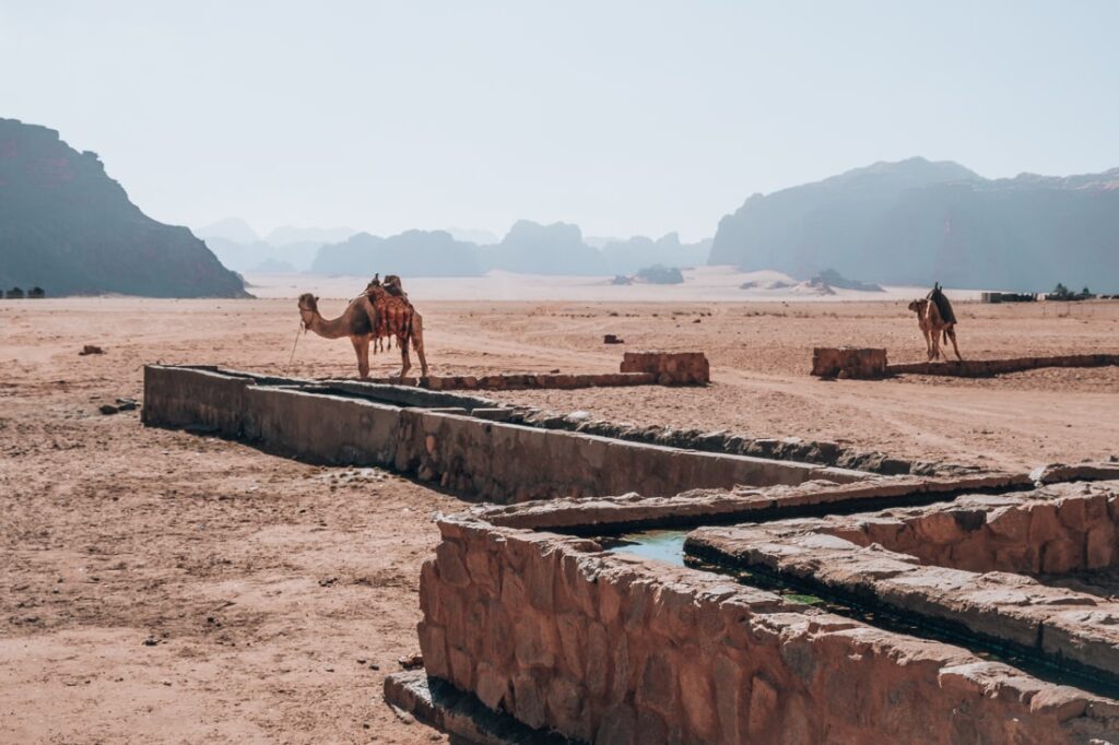 camels next to water bassin in desert