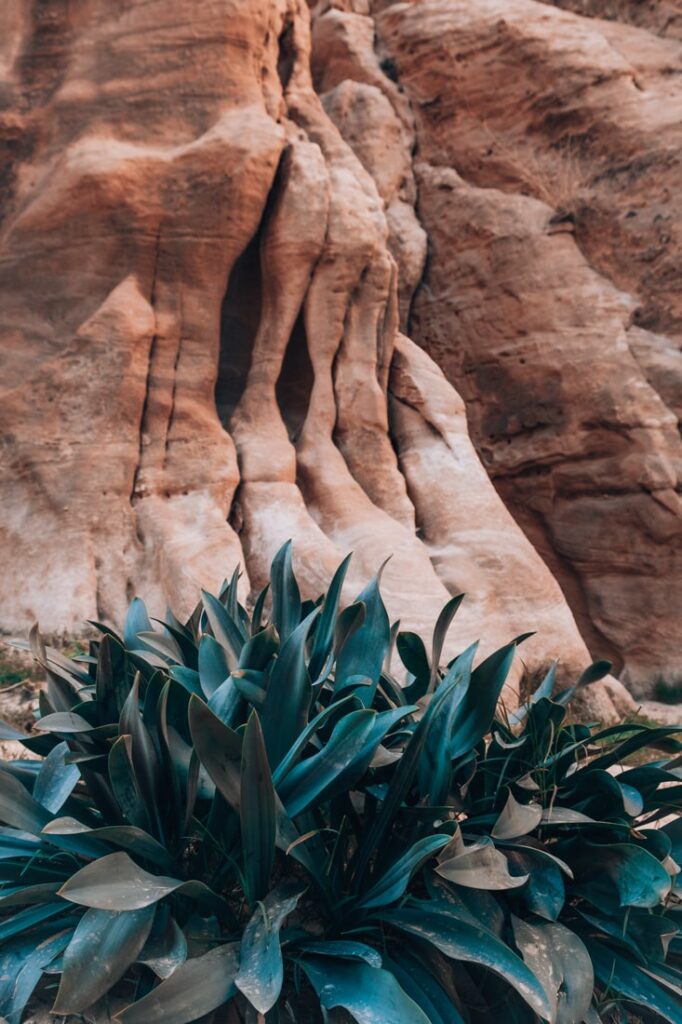 eroded rock formation with plants 