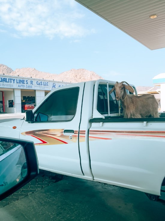Goat in back of car at gas station in Oman