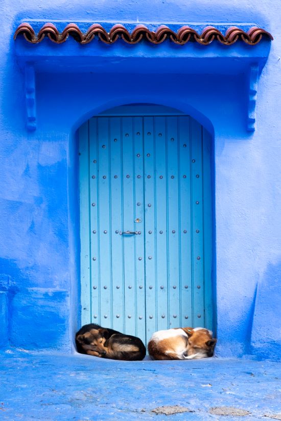 sleeping dogs doorway chefchaouen morocco