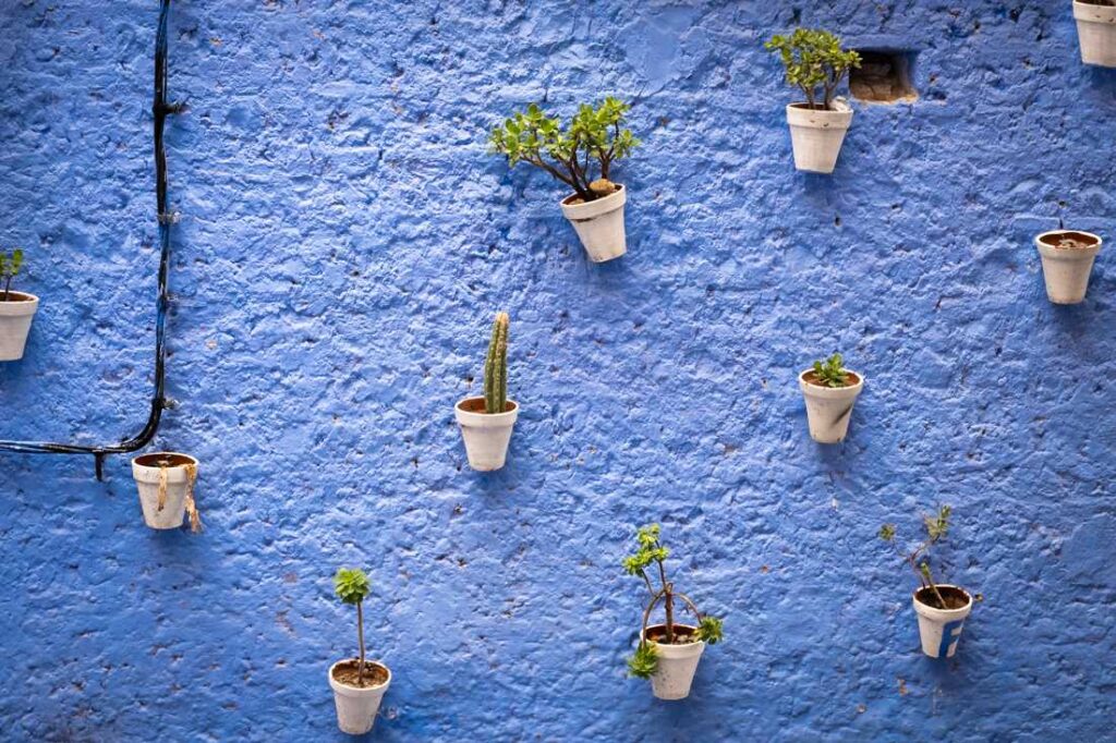 plants against blue wall chefchaouen morocco