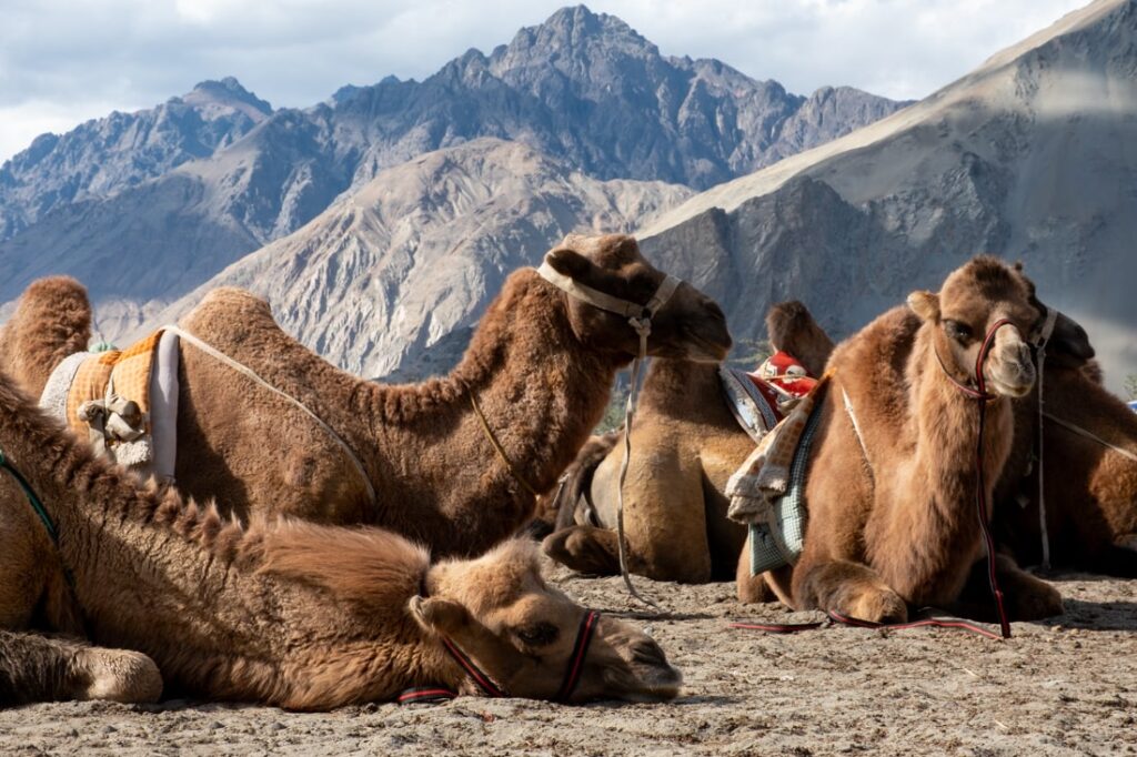 Bactrian camels sand dunes Hunder Ladakh India