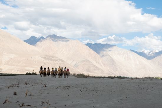 camel safari hunder ladakh india