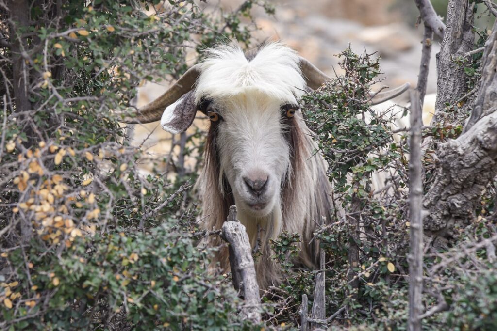 jebel shams balcony hike oman goat