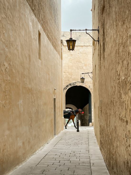 The head of a horse appearing in a narrow street in Mdina