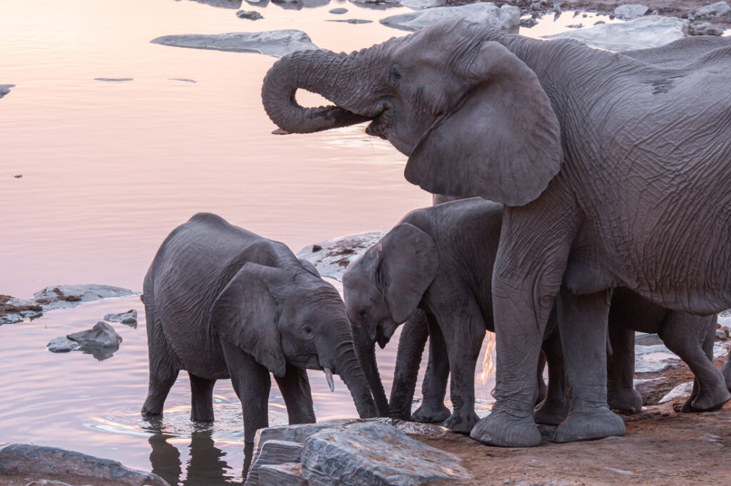 An adult elephant and two young calves drink from an Etosha National Park waterhole during a pink sunset in Namibia.