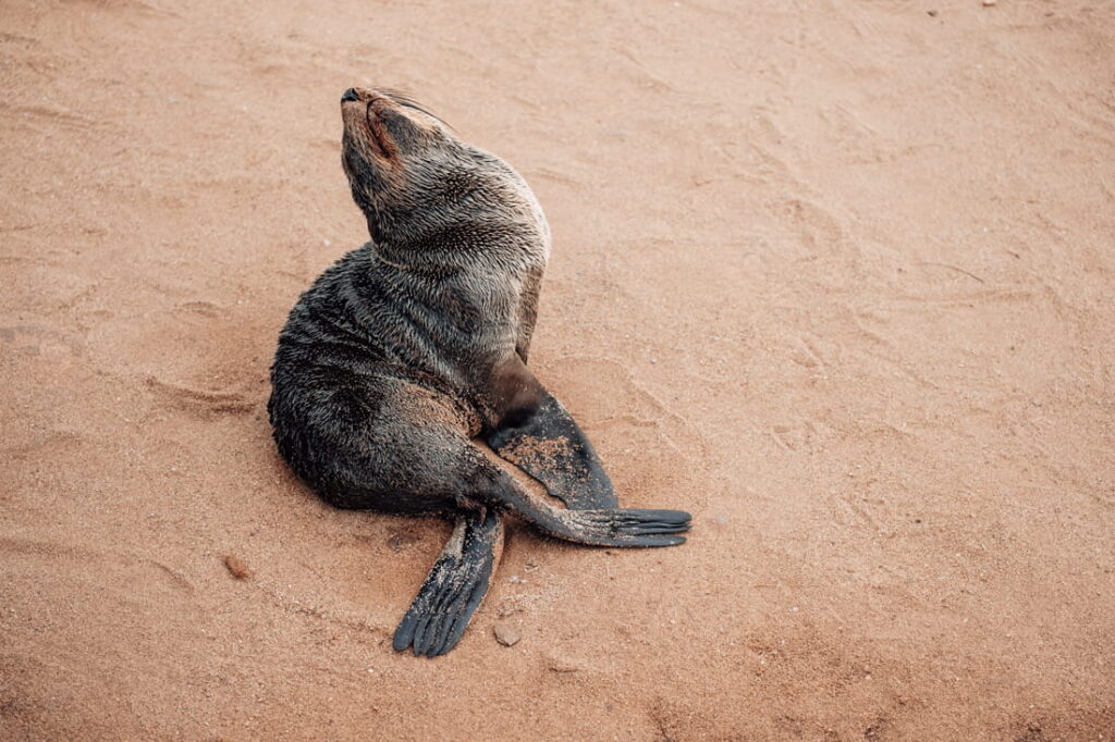 A single dark brown fur seal pup sits on the sand at the Cape Cross Seal Reserve.