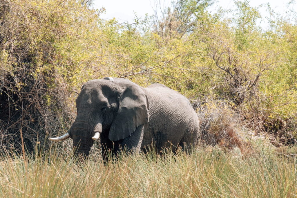 A large African desert elephant walks through tall green grass and leafy green bushes in Namibia.