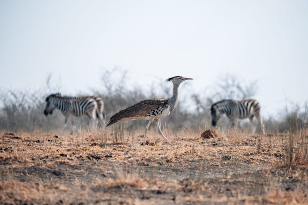 A large Kori Bustard walks across a dry grass field with two blurred zebras in the background.