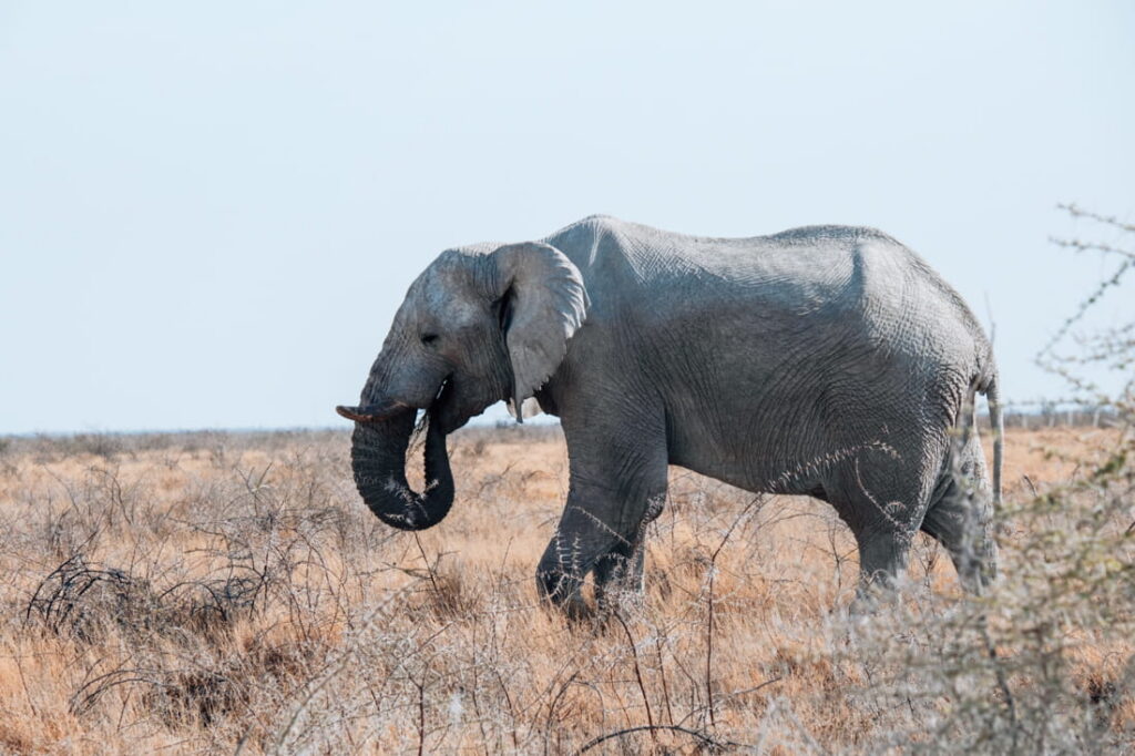A mud-covered African elephant walks through dry, low-growing brush in Etosha National Park.
