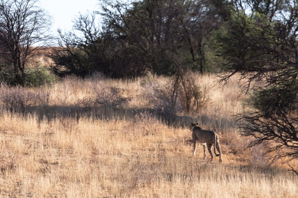 A cheetah walks away through a field of dry golden grass toward a line of green trees.