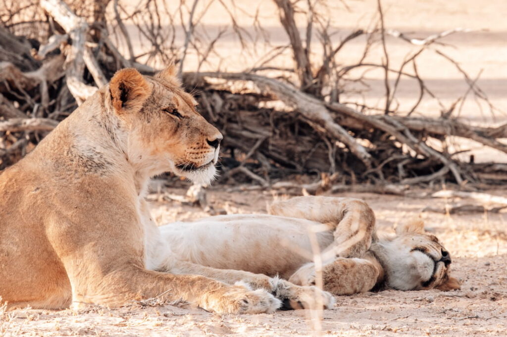 A close-up of a resting lioness next to a sleeping lion cub lying upside down in the sand.