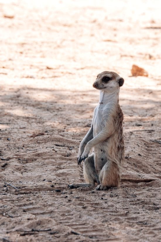 A lone meerkat stands upright on its hind legs on sandy desert ground, looking to the side.