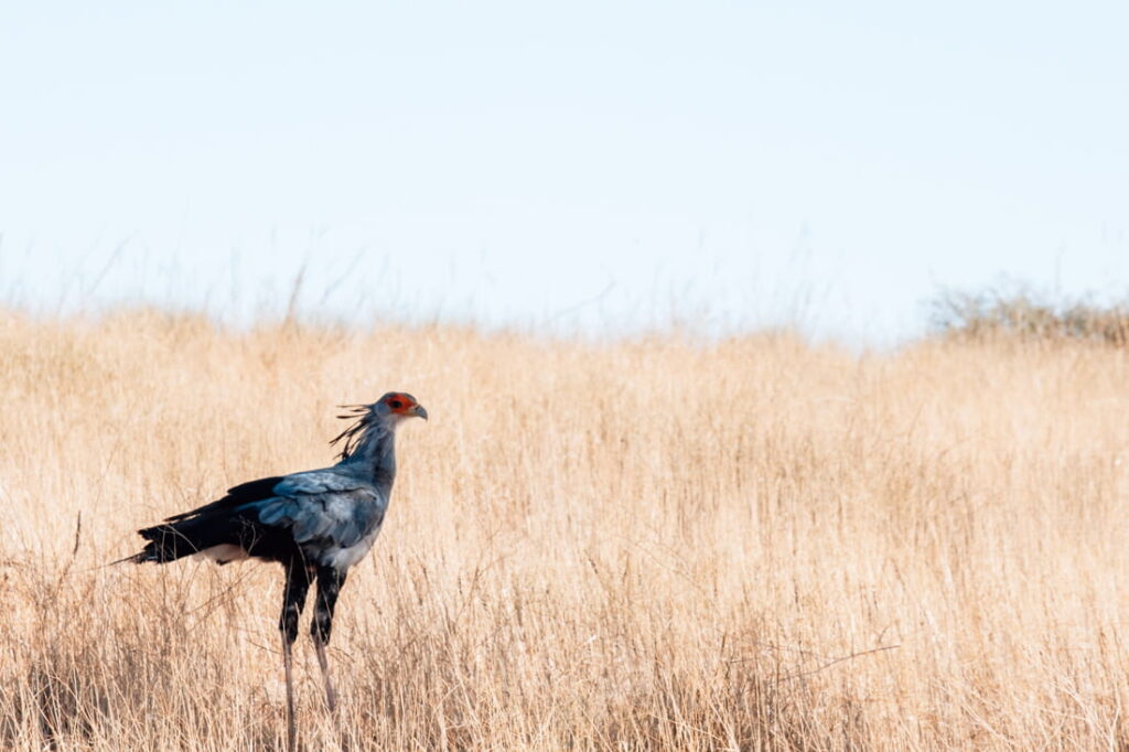 A secretarybird stands tall in a vast field of pale golden savanna grass.
