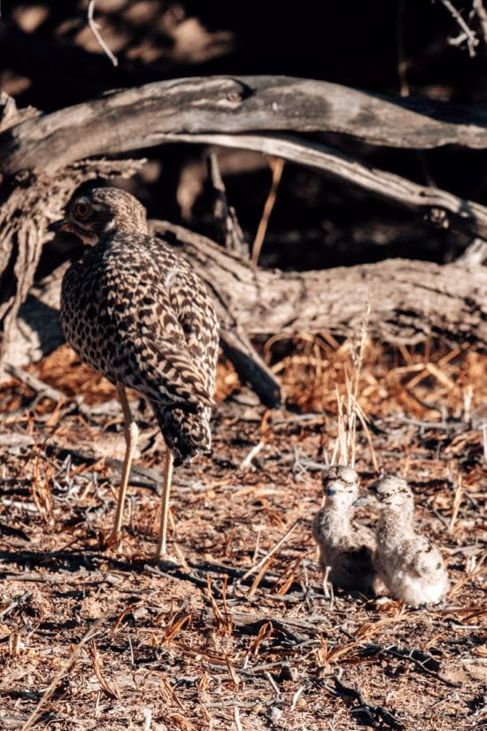 A spotted adult bird stands near two small camouflaged chicks on dry ground filled with twigs.
