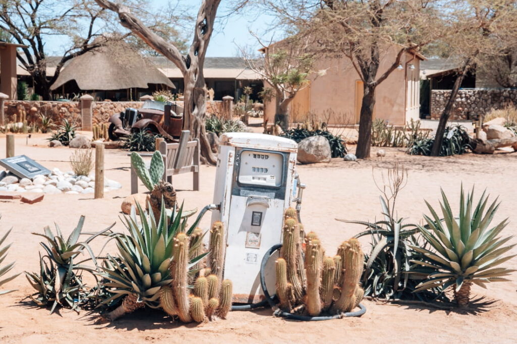 A vintage weathered white gas pump sits enclosed by large cacti on a sandy plot.