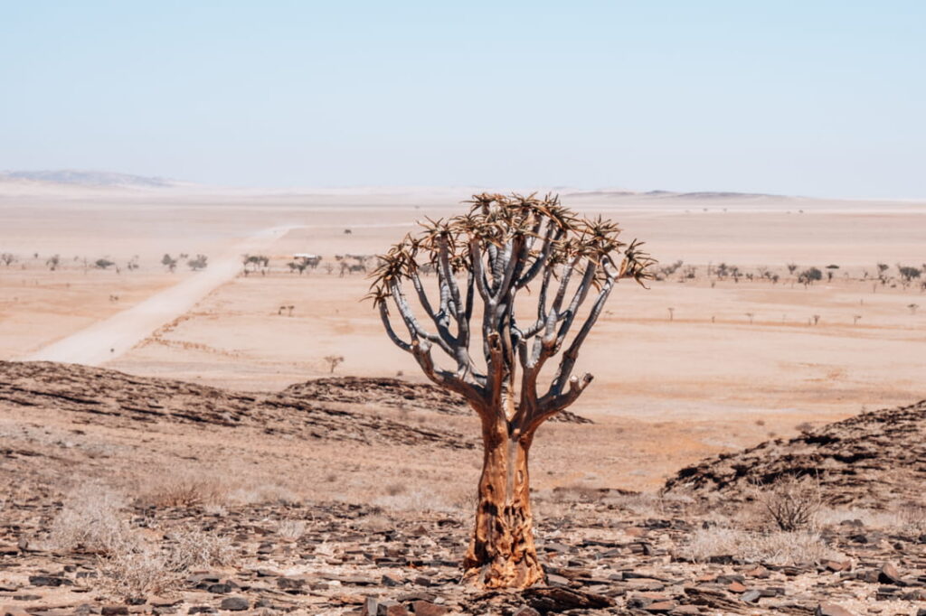 A single quiver tree grows on a dark rocky slope overlooking a vast, flat pale desert valley.