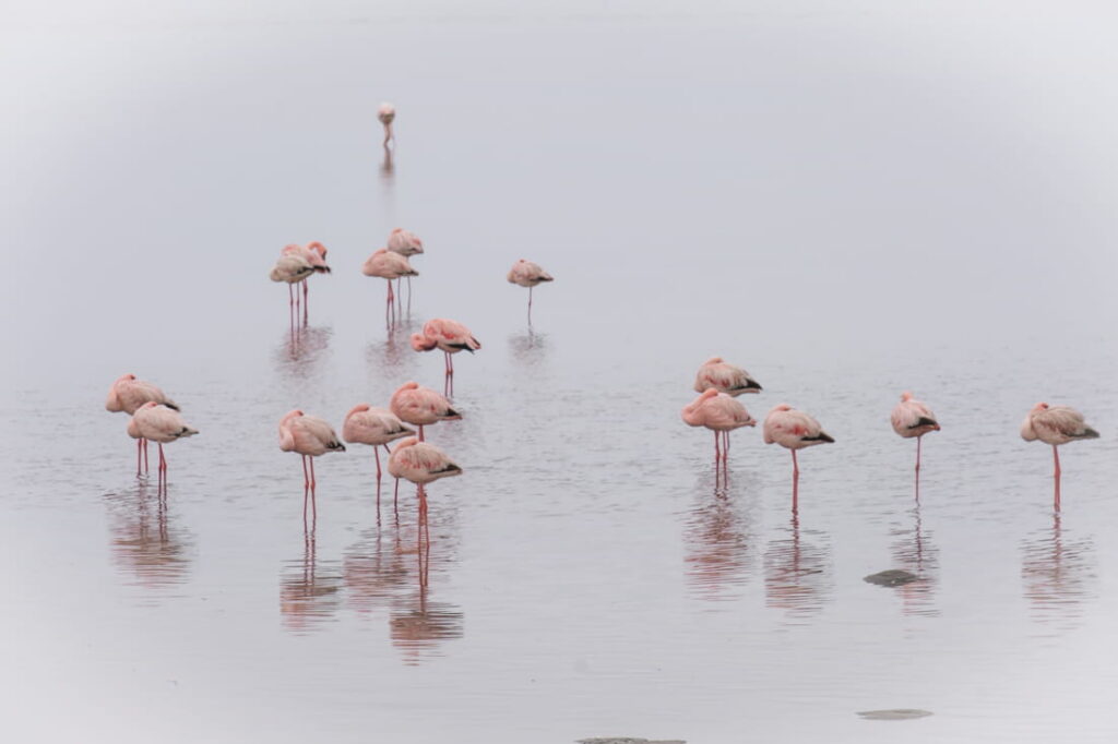 A flock of pink flamingos stands in calm, reflective water under a hazy white sky.