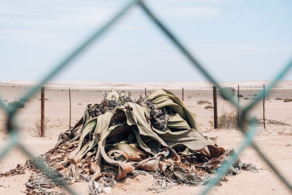 Large, ancient Welwitschia Mirabilis plant enclosed behind a protective chain-link fence in the Namib Desert.