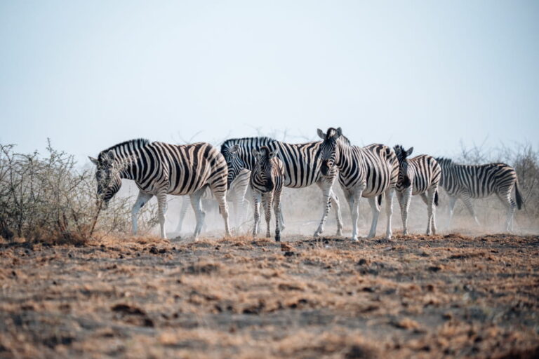 group of zebra's waling through the dust in etosha national park in namibia during a self drive safari