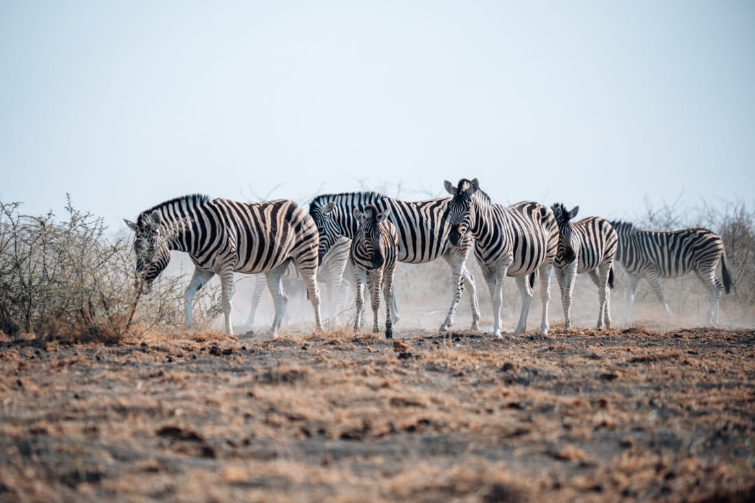 group of zebra's waling through the dust in etosha national park in namibia during a self drive safari