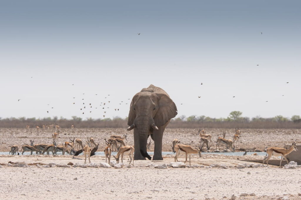 A male elephants and springbok at Gemsbokvlakte waterhole during our self drive safari in Etosha