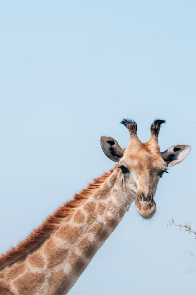 a close-up from the head of a giraf agains the blue sky in Etosha in Namibia