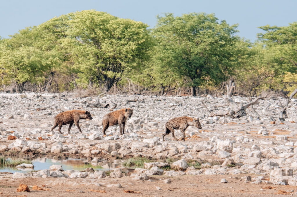 Three spotted hyenas walk across a rocky, arid landscape lined with green trees in the background durig our self drive safari.