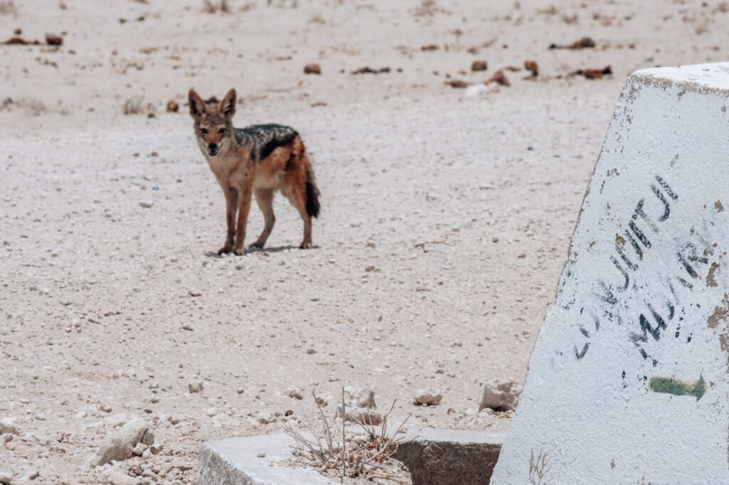A black-backed jackal stands on loose gravel next to a white concrete road sign with green text.