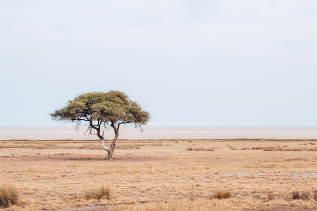 A lone acacia tree stands in a dry, grassy field in front of a flat, white salt pan horizon under a pale sky.