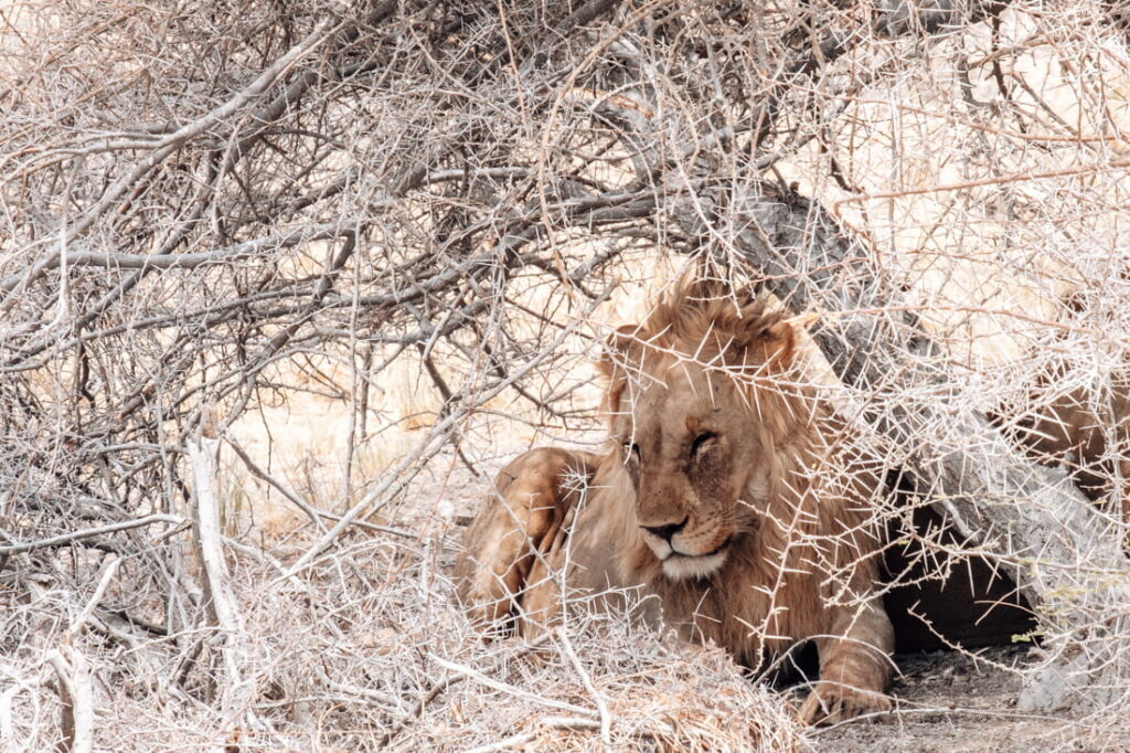 A male lion rests in the shade under dry, thorny branches in the savanna brush.