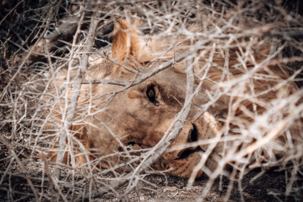 Close-up of a male lion looking through a thick web of sharp, dry thorns.