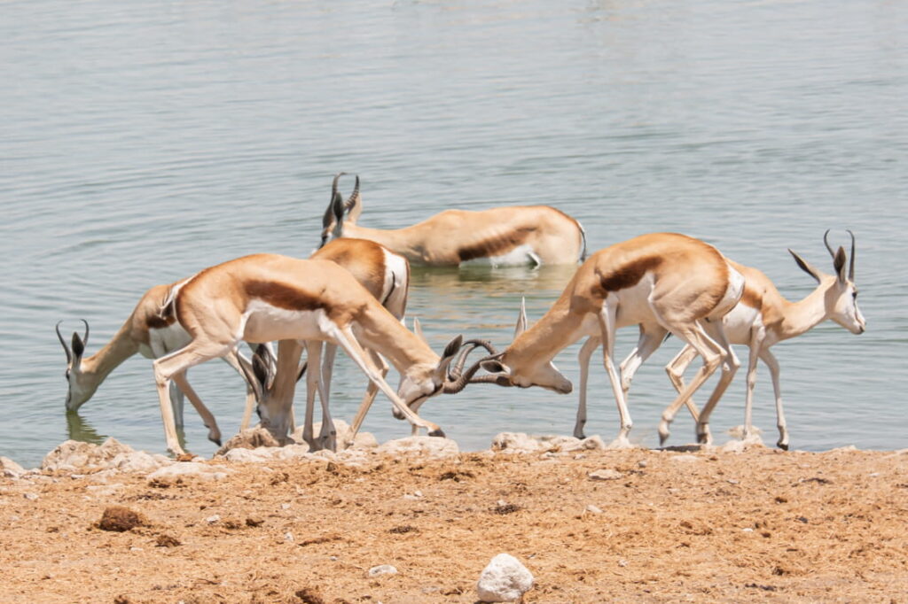 Two springboks lock horns on a dirt shore while others stand in and near a large waterhole.