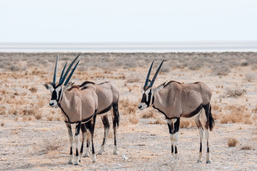 Three gemsbok oryx stand in a dry field in front of a flat salt pan horizon under a clear sky.