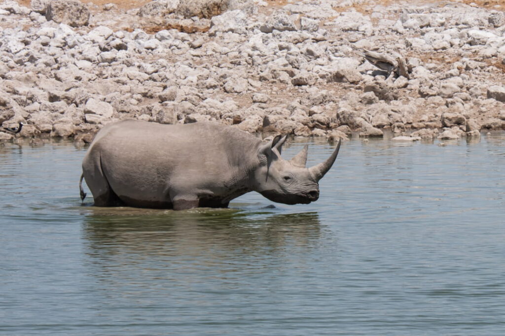 A black rhinoceros stands in a calm waterhole in front of a rocky white shoreline.